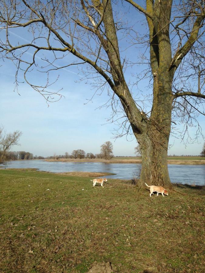 An Den Elbwiesen Gaestezimmer "Weissstorch" Nur Nichtraucher Dommitzsch Eksteriør billede